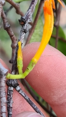 Dendrophthoe glabrescens