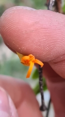 Dendrophthoe glabrescens