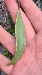 Dendrophthoe glabrescens