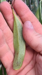 Dendrophthoe glabrescens