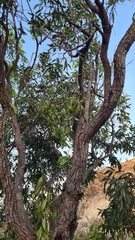 Dendrophthoe glabrescens