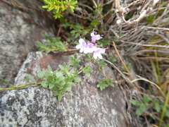 Thymus talijevii paucifolius
