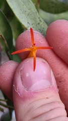 Dendrophthoe glabrescens