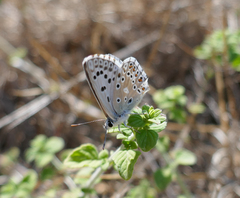 Polyommatus hispana