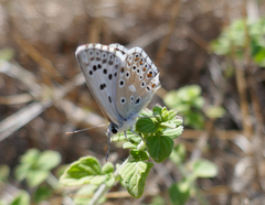 Polyommatus hispana