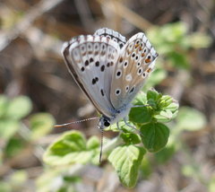 Polyommatus hispana