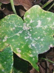 Aspidiotus hedericola