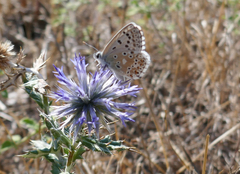 Polyommatus hispana