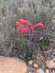 Watsonia coccinea
