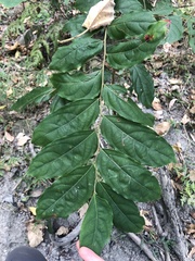 Glochidion philippicum