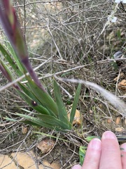 Watsonia coccinea