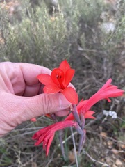 Watsonia coccinea