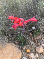 Watsonia coccinea