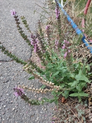 Salvia × sylvestris
