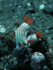 Hypselodoris whitei