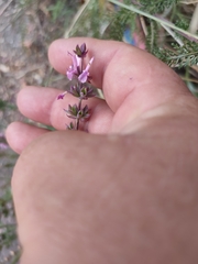Salvia × sylvestris