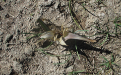 Colchicum melanthioides