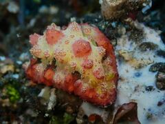 Phyllidiopsis cardinalis