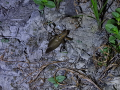 Hexacentrus fuscipes