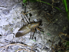 Hexacentrus fuscipes