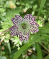 Geranium versicolor