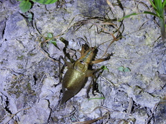 Hexacentrus fuscipes