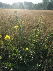 Oenothera