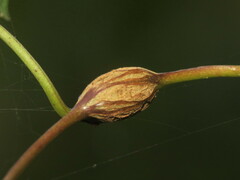 Neolasioptera convolvuli