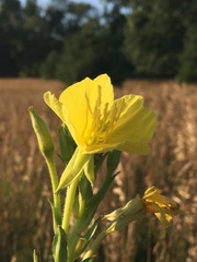 Oenothera