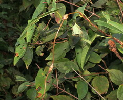 Neolasioptera convolvuli