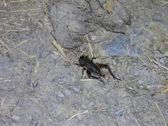 Teleogryllus occipitalis