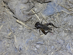 Teleogryllus occipitalis