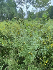 Hypericum ascyron pyramidatum