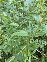 Hypericum ascyron pyramidatum