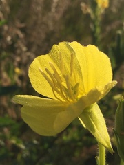 Oenothera