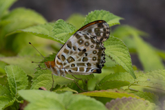 Argynnis hyperbius