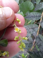 Cocculus orbiculatus