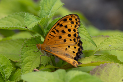 Argynnis hyperbius