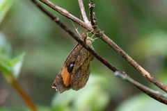 Pterodecta felderi