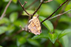 Pterodecta felderi