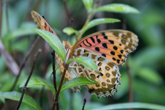 Argynnis hyperbius