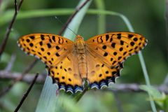 Argynnis hyperbius