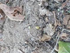 Psyllobora vigintiduopunctata