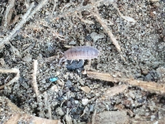 Lucasioides altaicus