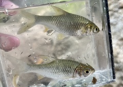 Barbonymus gonionotus