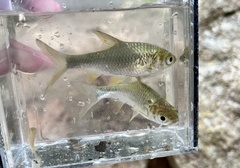 Barbonymus gonionotus