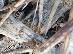 Lucasioides altaicus