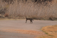 Leptailurus serval serval