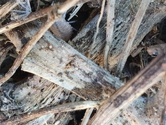 Lucasioides altaicus