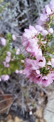 Erica melanthera